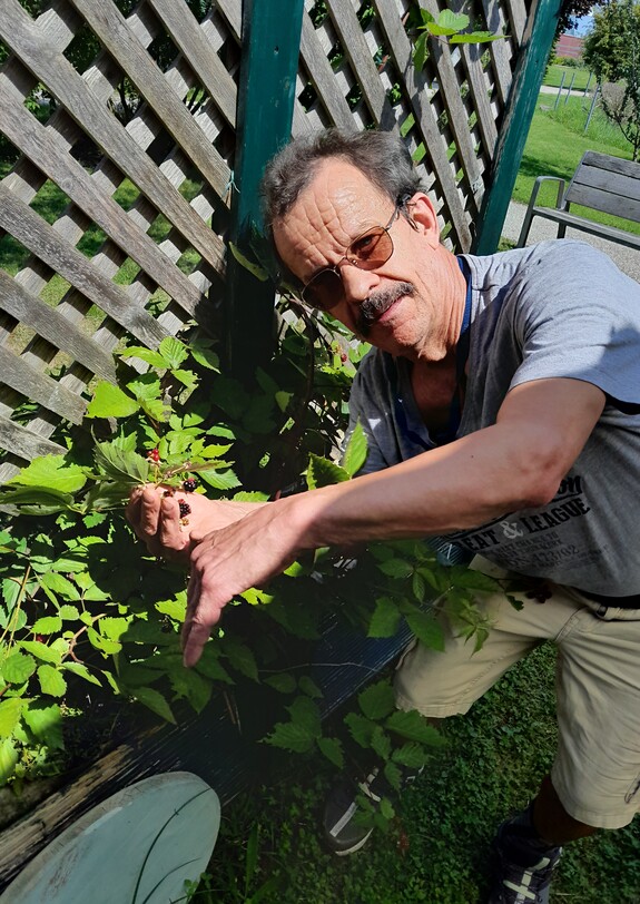 Ein Mann beugt sich zu Brombeerpflanzen.