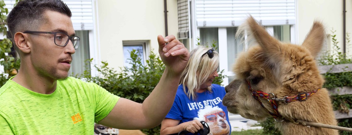 Mann versucht Alpaka zu streicheln