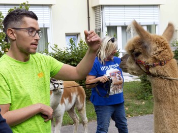 Mann versucht Alpaka zu streicheln