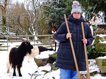 Dreimal pro Woche packt Karin Hörpoltseder im Tiergarten Walding an, wo es geht. Bei Bedarf steht das Caritas-Team der integrativ Beschäftigten zur Seite. Eine Frau steht in einem Ziegengehege