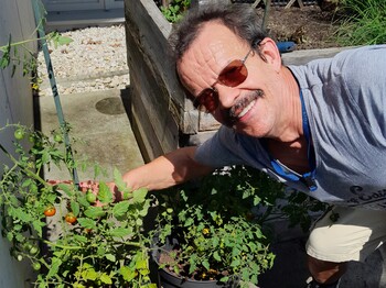 Mann mit Sonnenbrille beugt sich zu Tomatenpflanze