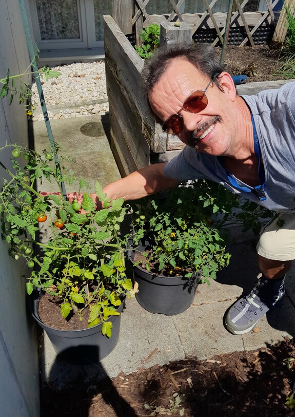 Mann beugt sich zu einer Tomatenpflanze.