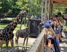 Kinder stehen hinter einem Zaun und schauen ins Giraffengehege.