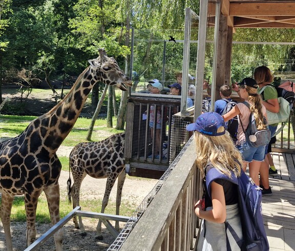 Kinder stehen hinter einem Zaun und schauen ins Giraffengehege.