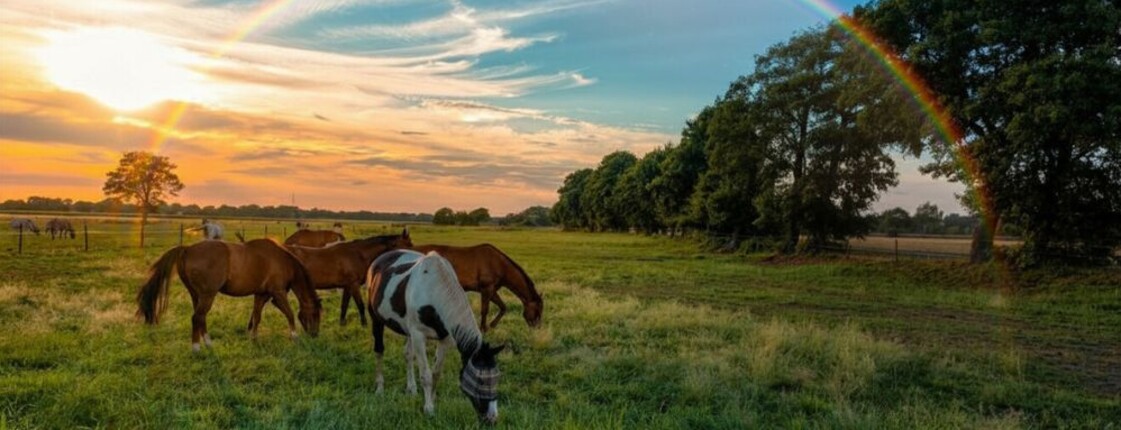 Mehrere Pferde grasen auf der Wiese, dahinter untergehende Sonne und Regenbogen.