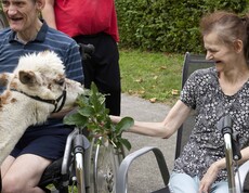 Mann im Rollstuhl, Frau und Alpaka
