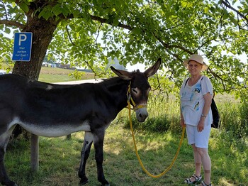 Frau und Esel in der Natur