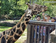 Eine Giraffe streckt ihren Hals zur Ausichtsplattform wo Kinder stehen.