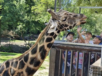 Eine Giraffe streckt ihren Hals zur Ausichtsplattform wo Kinder stehen.