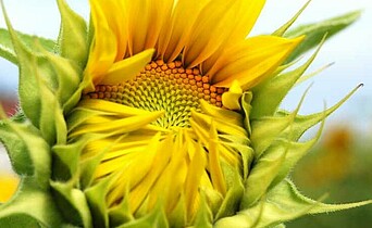 Die Blüte einer Sonnenblume