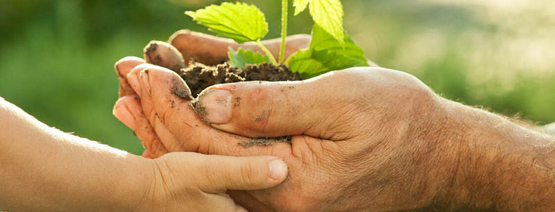 Eine Person hält etwas Erde in den Händen woraus eine Pflanze sprießt.